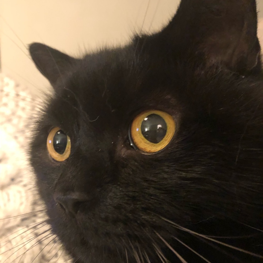 Meet your Posher, Wendy